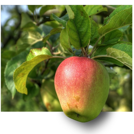 Greffe et taille  d’arbres fruitiers 22 février