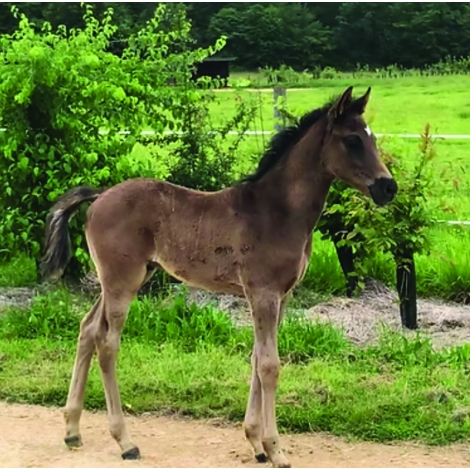 Initiation équitation 4 octobre