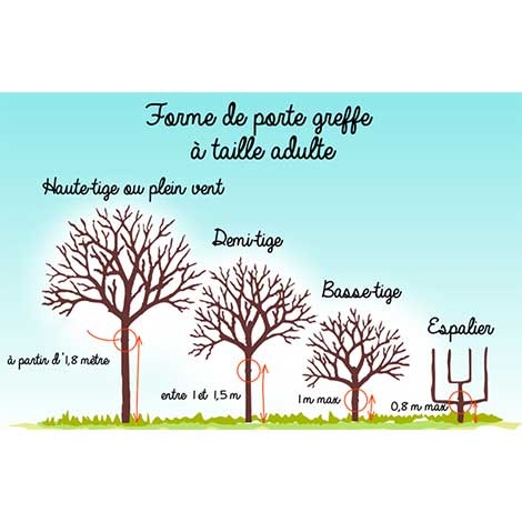 Greffe et taille d'arbres fruitiers 21 mars matin