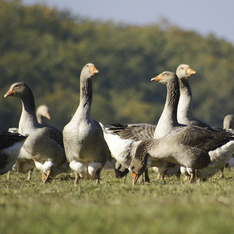 A LA DÉCOUVERTE DE LA GASCOGNE