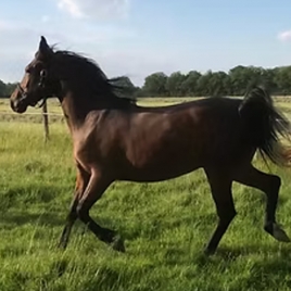 Découverte d’un élevage de chevaux